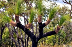 Margaret River Grass Trees
