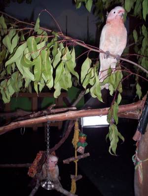 Australian Native Parrots