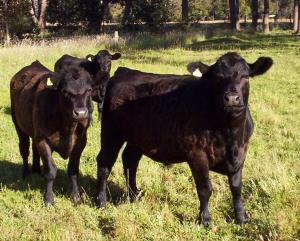 organic meat
