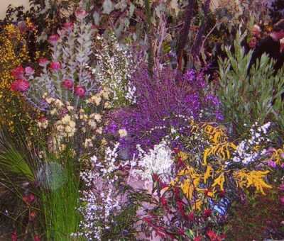 Gardening in Western Australia