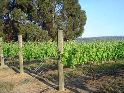Geographe Wine Region
