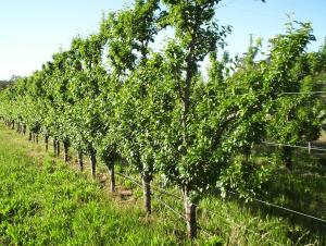 organic orchard