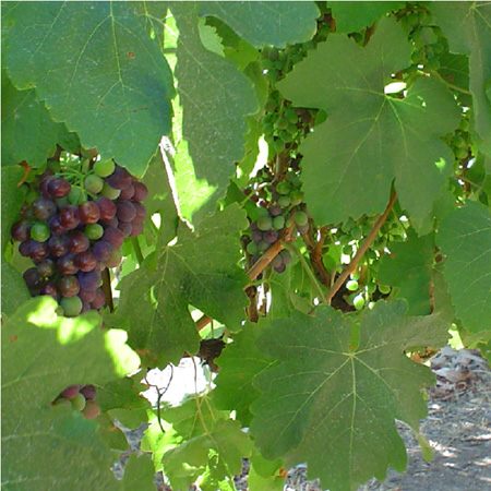 Wine Regions of Western Australia