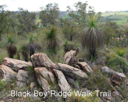 Black Boy ridge walk trail